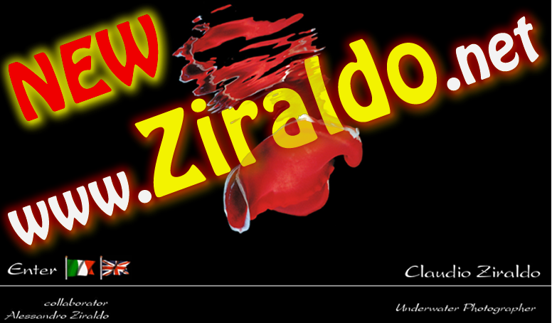 OnLine il nuovo sito di Claudio & Alessandro Ziraldo!